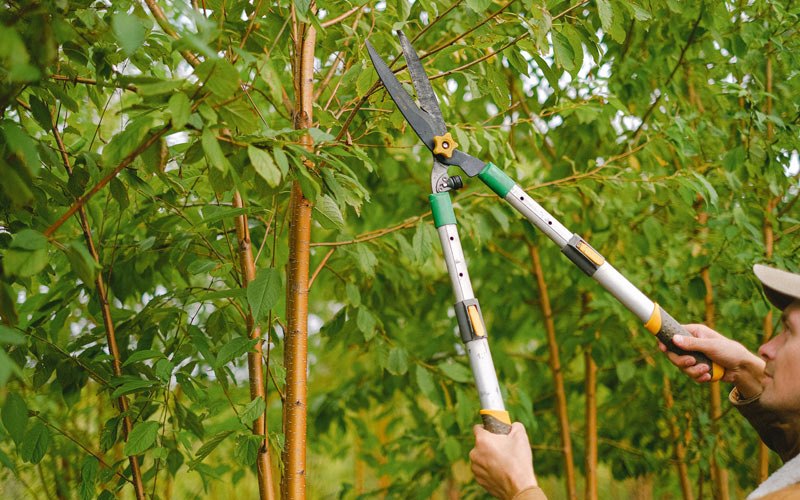 Tree trimming in Sabana Seca, PR